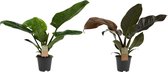 Hellogreen Kamerplant - Set van 2 - Philodendron Imperial Green/Red - 50 cm