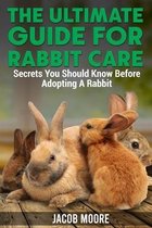 The Ultimate Guide for Rabbit Care