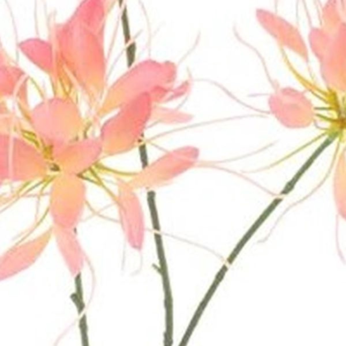 Erutan avon - Spider flower spray peach 94 cm
