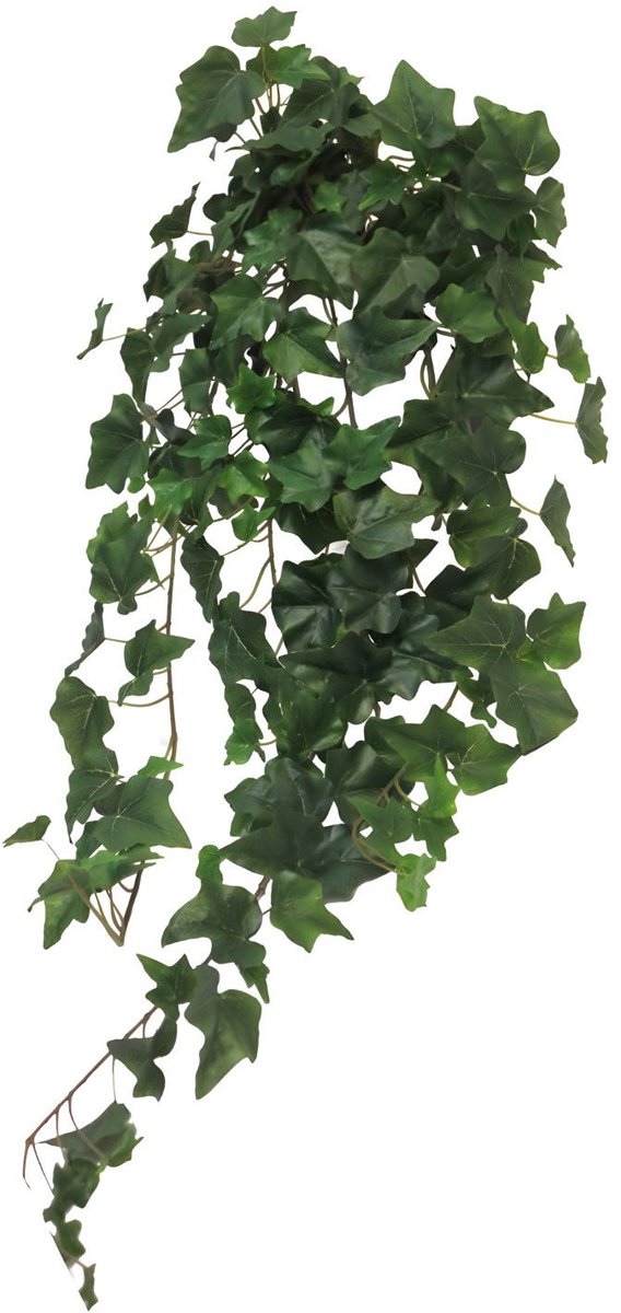 Erutan avon - Ivy Chicago hanger L green 86 cm (203 lvs)