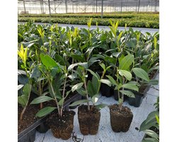 12 stuks Laurierkers als haagplant | Prunus 'Caucasica'