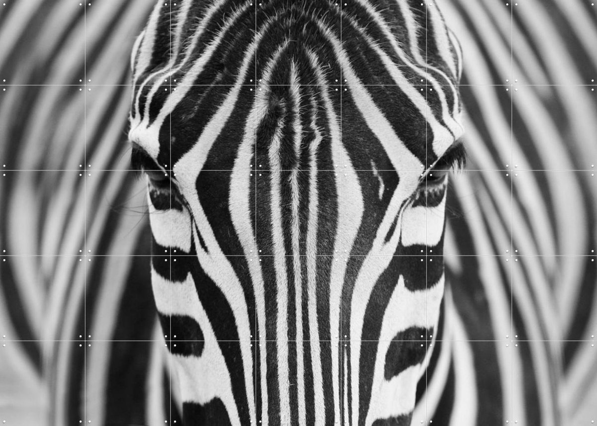 IXXI Zebra, Various - 140 x 100 cm - Gratis ophangtool - Grote wanddecoratie en posters - Fotografie, Slaapkamer, Woonkamer, Kinderkamer, Natuur