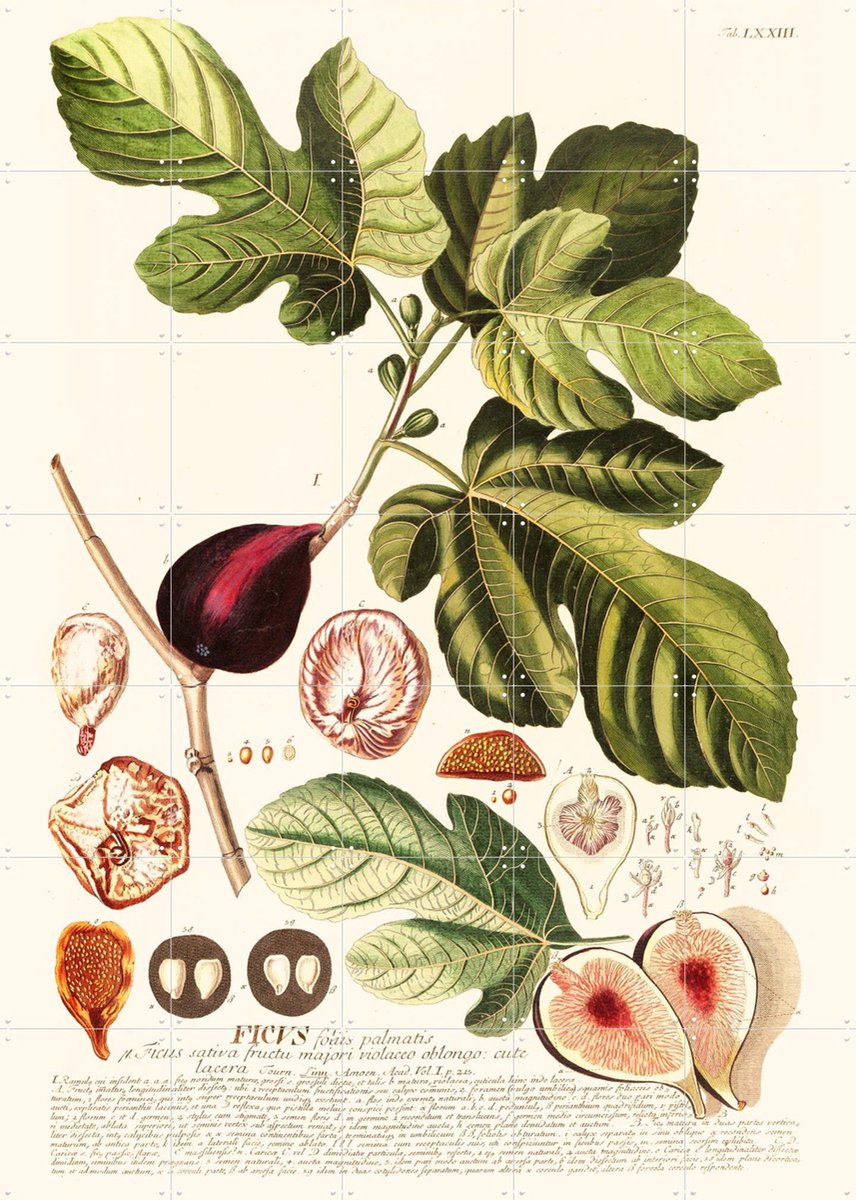 IXXI Ficus, Aster Edition - 100 x 140 cm - Gratis ophangtool - Grote wanddecoratie en posters - Illustraties, Naturalisme, Vintage, Keuken, Woonkamer