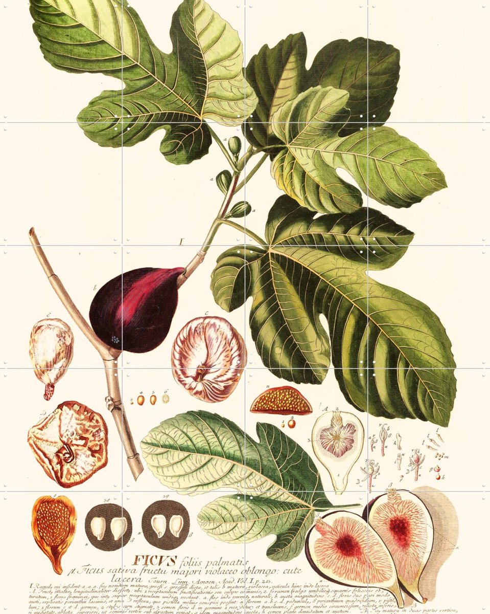 IXXI Ficus, Aster Edition - 80 x 100 cm - Gratis ophangtool - Grote wanddecoratie en posters - Illustraties, Naturalisme, Vintage, Keuken, Woonkamer