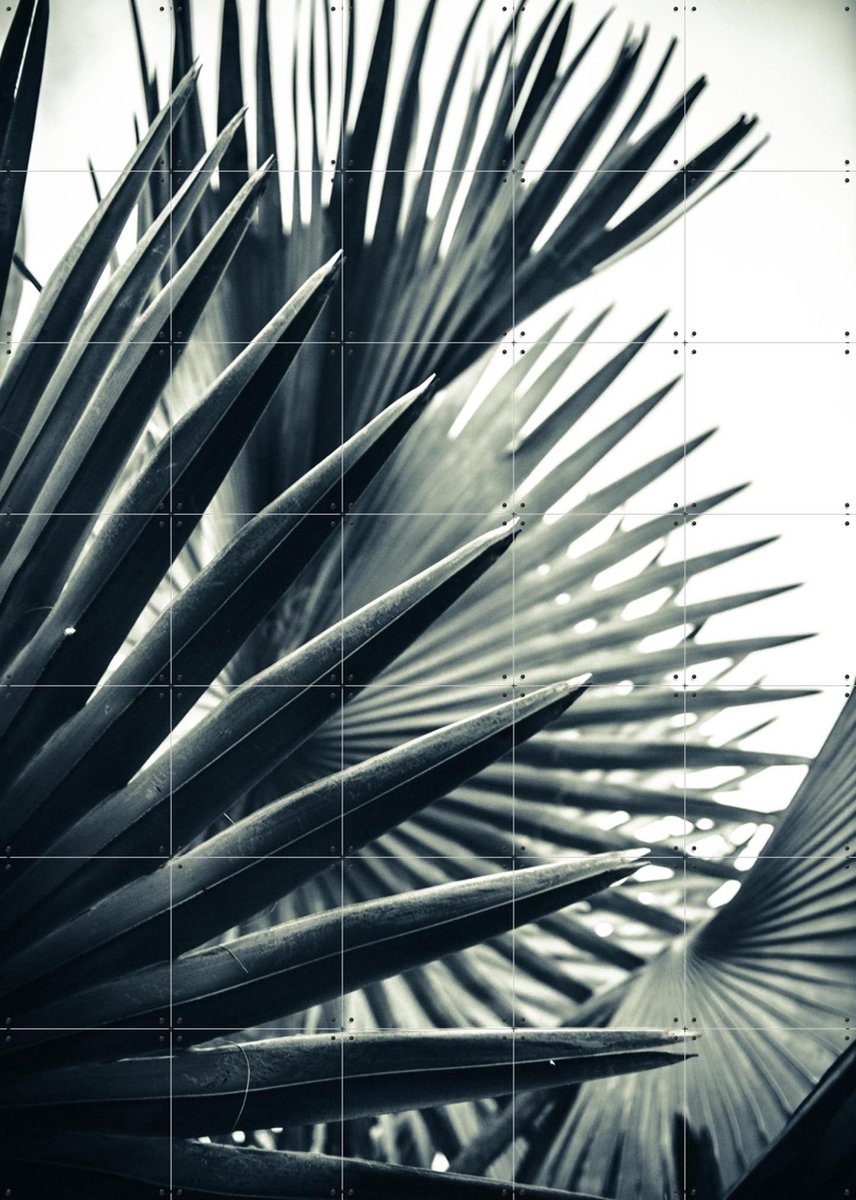 IXXI Palm Shade 2, Chris Abatzis - 100 x 140 cm - Gratis ophangtool - Grote wanddecoratie en posters - Fotografie, Slaapkamer, Badkamer, Woonkamer