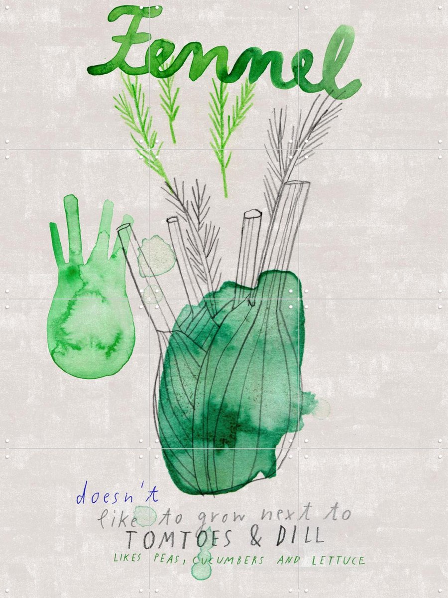 IXXI Fennel, Signorinah - 60 x 80 cm - Gratis ophangtool - Grote wanddecoratie en posters - Speels, Aquarel, Line art, Illustraties, Keuken, Eetkamer
