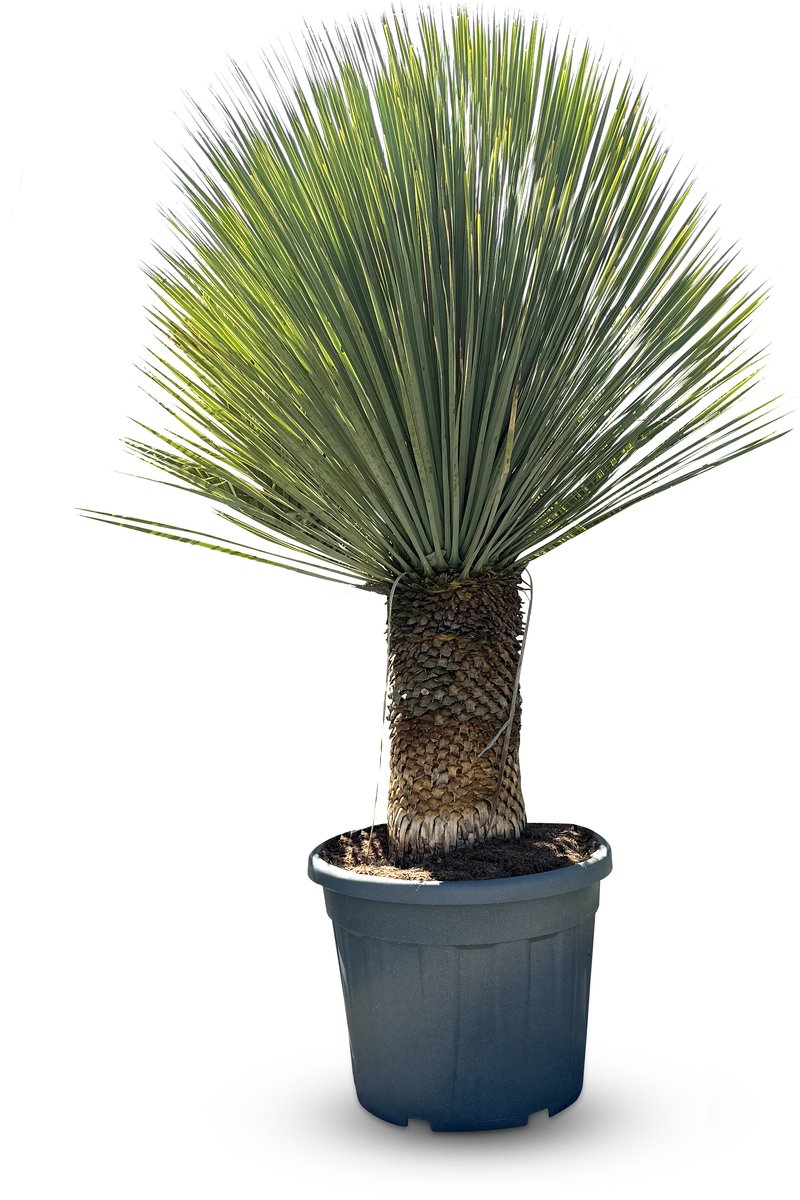 Sunny Tree - Yucca Rostrata - Palmboom - 150 cm - Winterharde palmboom - Palmlelie - Stamhoogte 40-50 cm