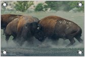 Tuinposter –Vechtende Buffels– 60x40 Foto op Tuinposter (wanddecoratie voor buiten en binnen)