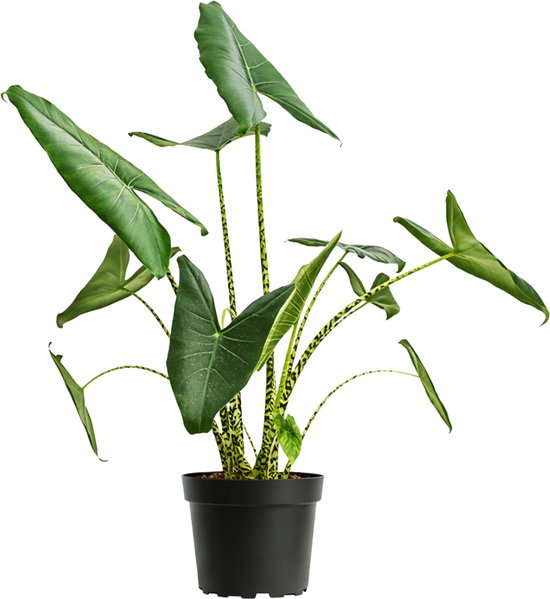 Een Alocasia Zebrina plant met grote, smaragdgroene, puntige bladeren en kenmerkende zwart-groene gestreepte stengels, in een zwarte pot.