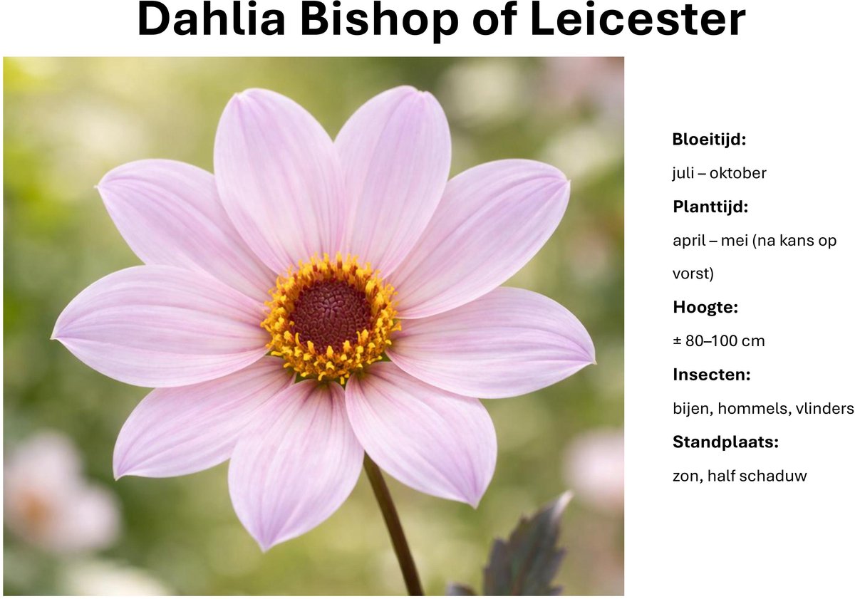 Dahlia knollen - Bishop of leicester - Roze Witte Dahlia - 3 knollen