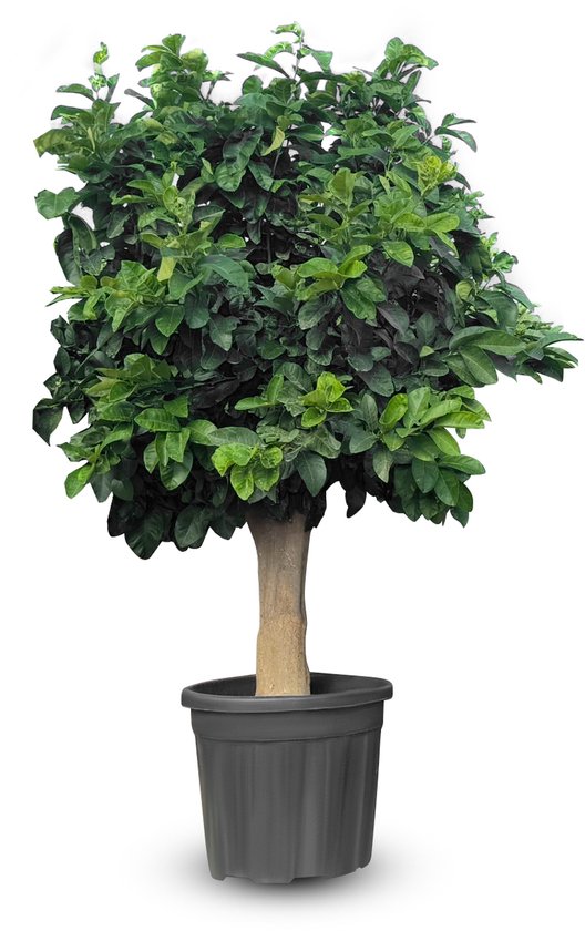 Citroenboom met een dikke stam en volle groene bladeren in een donkergrijze pot op witte achtergrond.