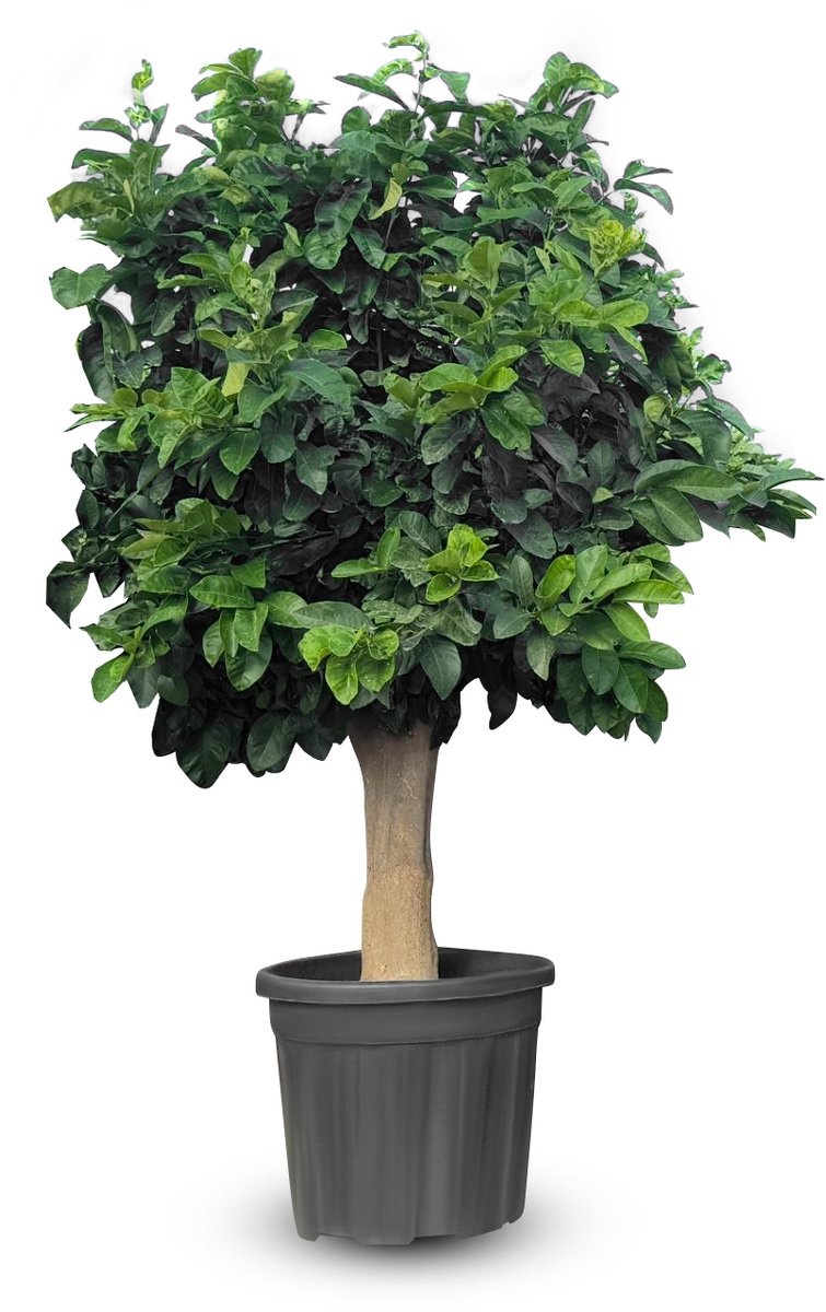 Sunny Tree - Citroenboom 200 cm - Citrus Limon - 15 Jaar Oud - Citrusboom - Voor Binnen en Buiten