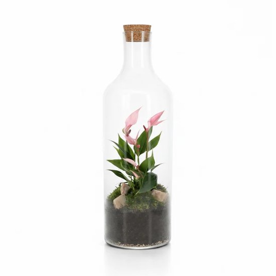 Terrarium open kant en klaar - Bottle Anthurium Roze M - The Green Bottle Garden - Flessentuin
