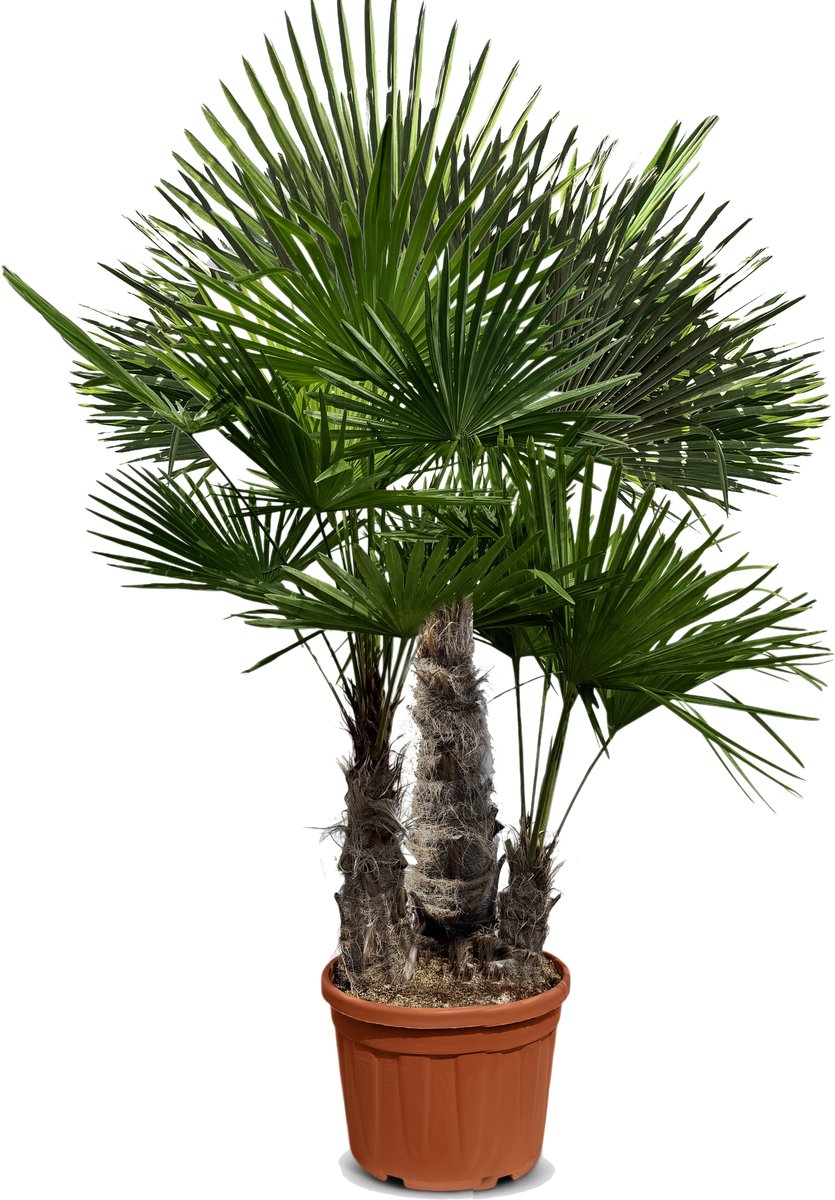 Sunny Tree - Meerstammige Palmboom - Trachycarpus fortunei - Winterharde Palmboom voor buiten - Hoogte: 210 cm