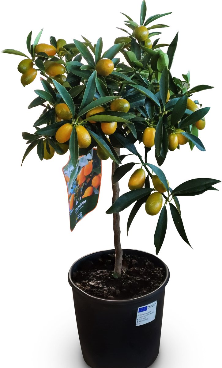 Citrus Kumquat kopen