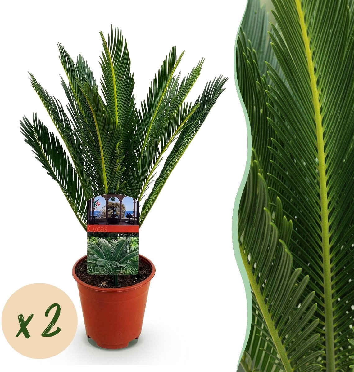 Green boutiQ - Kamerplant - Cycas revoluta - Palmvaren - Weinig onderhoud - Groen - 2 - Pot 15cm - Hoogte 45-55cm
