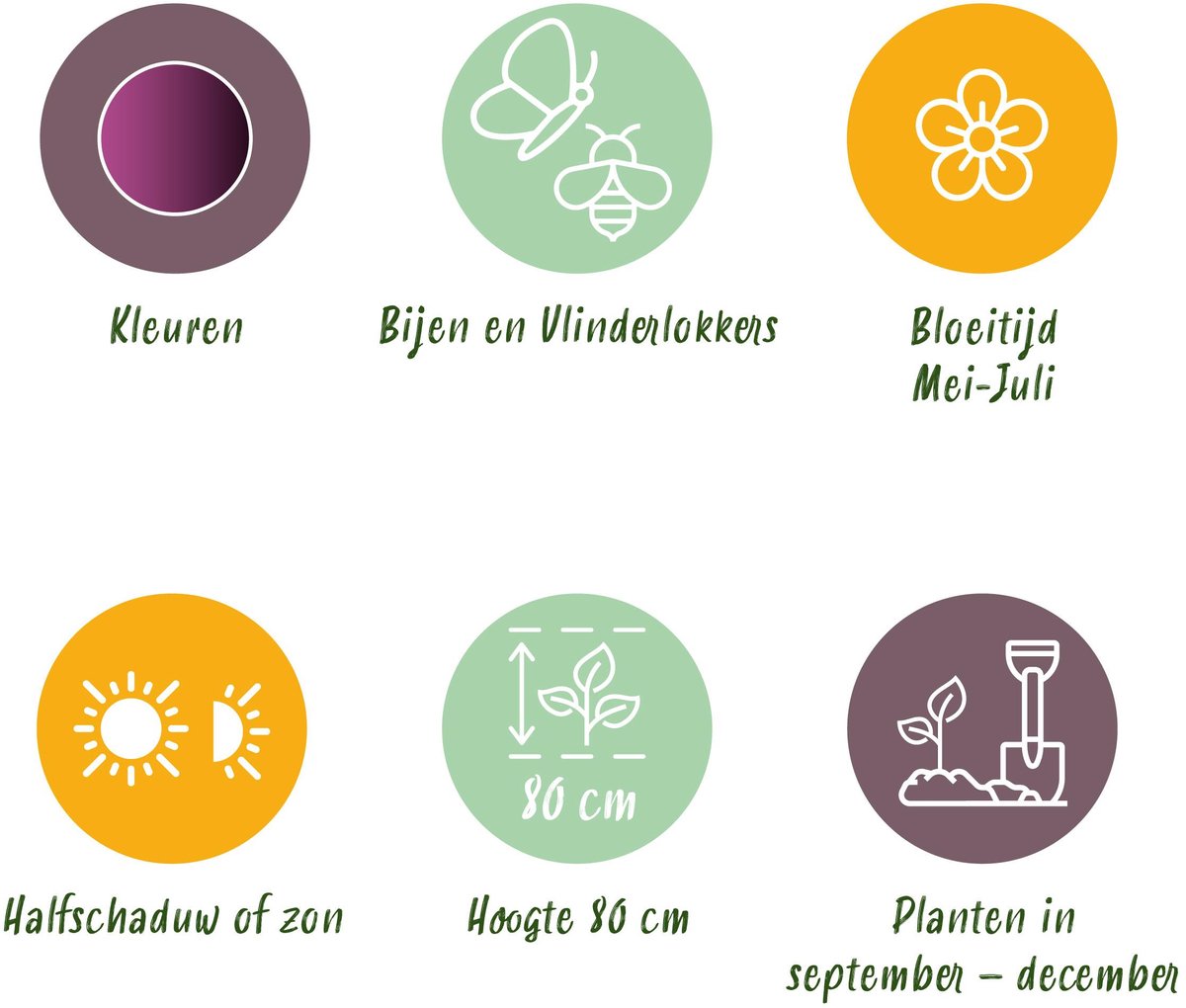 Green boutiQ - 15x Allium Miami - Sierui - Paars - Zomerbloeier - Bolmaat 10/+