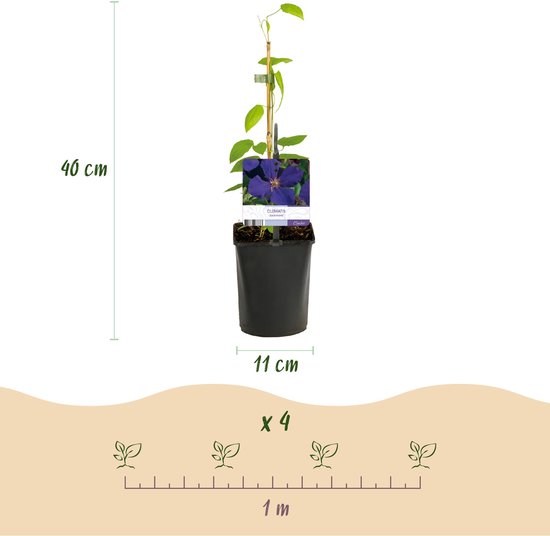 Green boutiQ - Plante grimpante - Clématite Rainbow - Bloem Wit Violet Rouge - Peu d'entretien - 4 plantes - Pot 11cm Hauteur 40cm