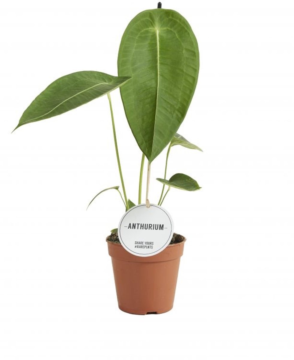 JUNAVERA Anthurium peltigerum terrariumplant | 12 cm pot | 50 cm hoog