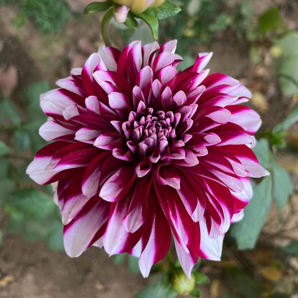 Tuindahlia (Dahlia Hortensis) - Dahlia Decoratief Mystery Day - Bijen-Vlinders - Snijbloemen - Zomerbollen
