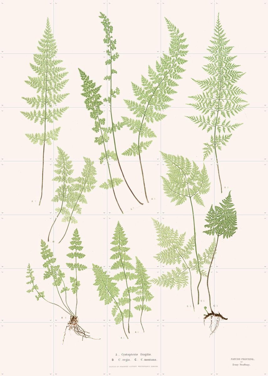 IXXI Ferns, Aster Edition - 100 x 140 cm - Gratis ophangtool - Grote wanddecoratie en posters - Vintage, Illustraties, Planten, Natuur, Botanisch