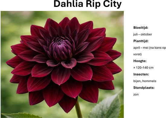 Dahlia Rip City knollen - donkerrood - 10 stuks