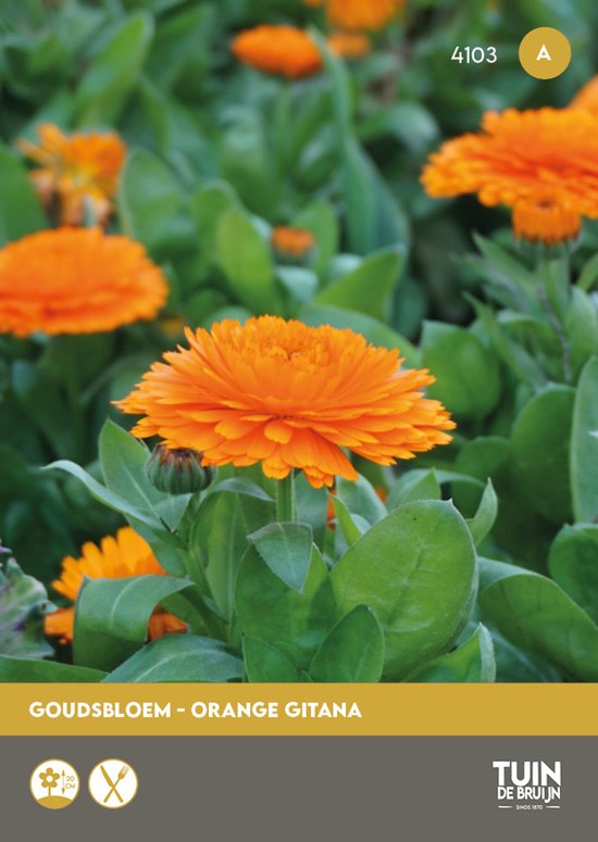 Goudsbloem Zaden Orange Gitana – Calendula Bloemen om Zelf te Zaaien – Eetbare Zomerbloemen voor Tuin of Balkon - Tuin de Bruijn® zaden