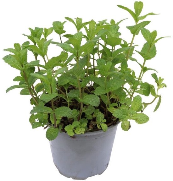 Marokkaanse muntplant in een grijze pot met groene, gekartelde bladeren.