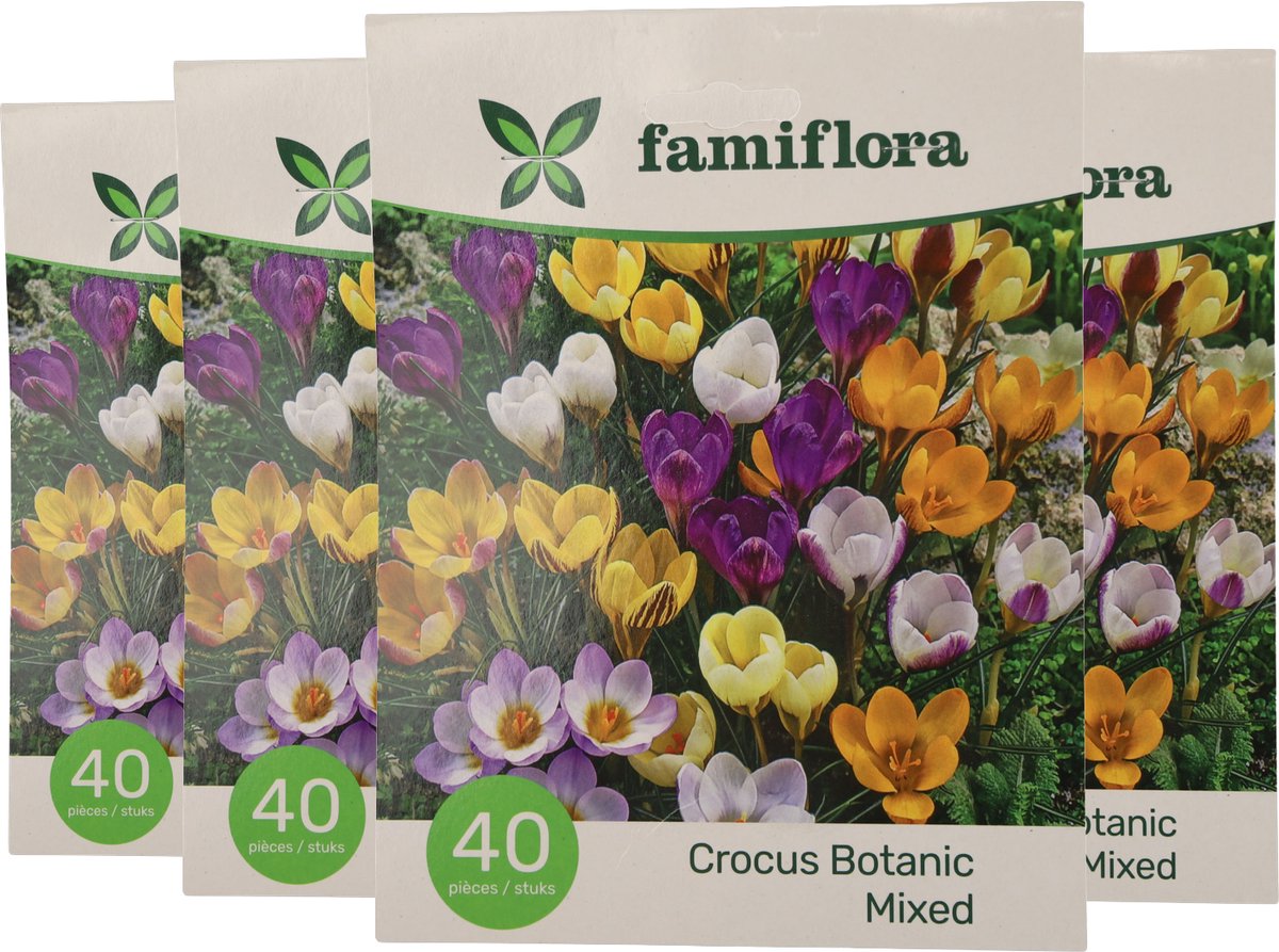 Famiflora Crocus Botanisch 4 x 40 - 160 bloembollen - Vroege lente-bloei voor een frisse start van het seizoen - Robuuste bloemen verdrijven grijs en brengen kleur in je tuin
