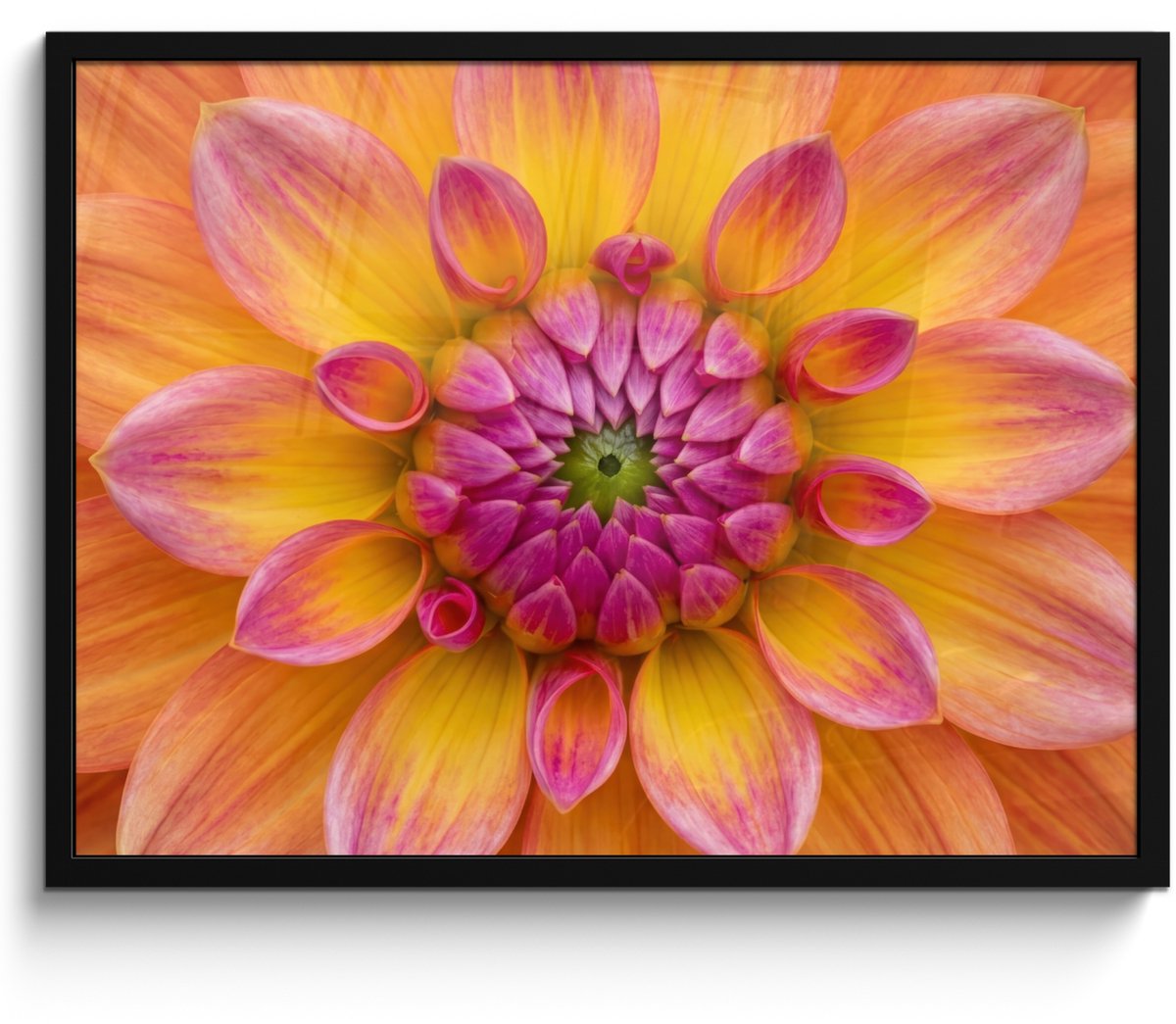 FrameYourWall Poster in lijst - Fotolijst 80x60 cm - Posters - Dahlia - Bloem - Oranje - Posterlijst zwart - Decoratie - Wanddecoratie woonkamer - Muurdecoratie slaapkamer