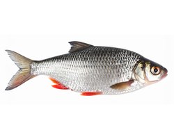 Vissticker Blankvoorn Voorn 15 cm Rechts Vis Sticker Witvis Stickers Vissen Aanhanger Spreekbeurt