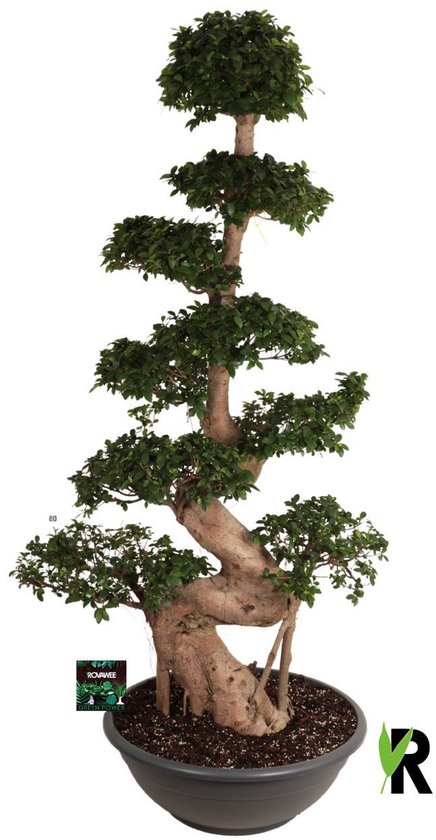 Ficus Microcarpa S-type XXL in kunststof sierschaal 230 cm - Kamerplant - Potmaat Ø80 cm