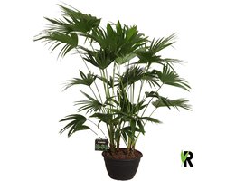 Livistona chinensis 180 cm - Kamerplant - Potmaat Ø35 cm