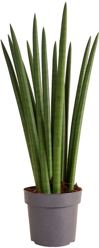 Sansevieria met lange, rechte, donkergroene bladeren in een grijze pot op een witte achtergrond.
