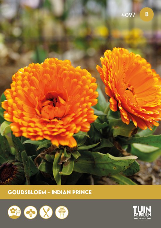 Goudsbloem Indian Prince Zaden – Dubbelbloemig – Oranje Bloemen – Bloemzaden Tuin