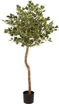 Ficus Triangularis kunstplant met een bruine stam, groene bladeren met witte randen, in een zwarte pot.
