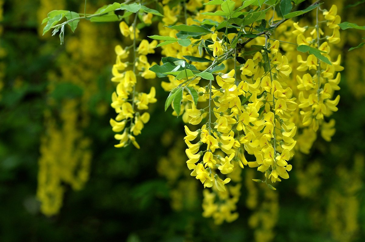 Laburnum x watereri 'Vossi' - Goudenregen - Hoogte 80cm - 5 liter pot