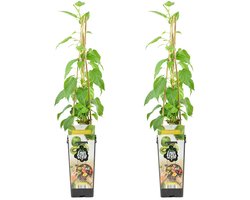 Bloomique - Set van 2 - Actinidia Arguta Issai - Kiwibes - Fruitplanten - Tuinplanten - Winterhard - Hoogte 50-70 cm - Pot 15 cm