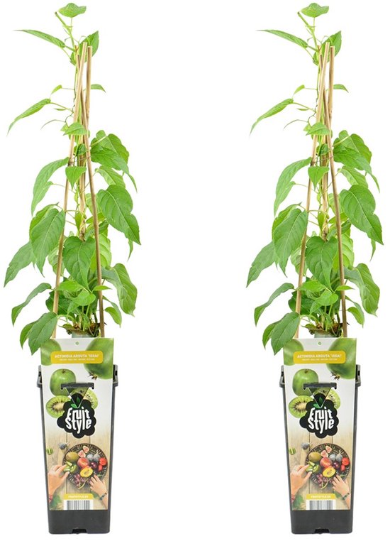 Bloomique - Set van 2 - Actinidia Arguta Issai - Kiwibes - Fruitplanten - Tuinplanten...