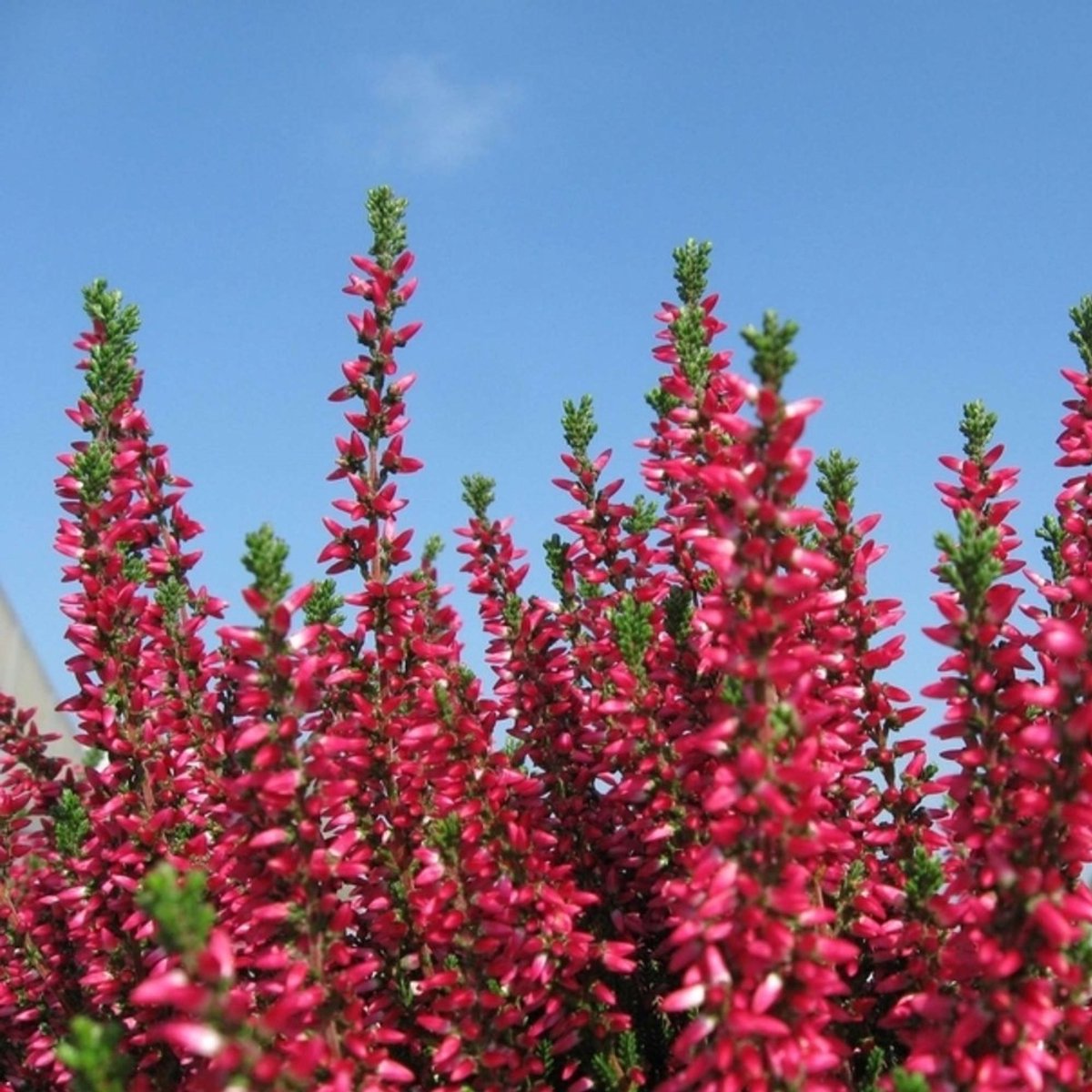 Winterheide (Erica Darleyensis) - Kramer's Rote - Erica - Vaste planten - Groenblijvend - Bodembedekkers - Voorjaarsbollen