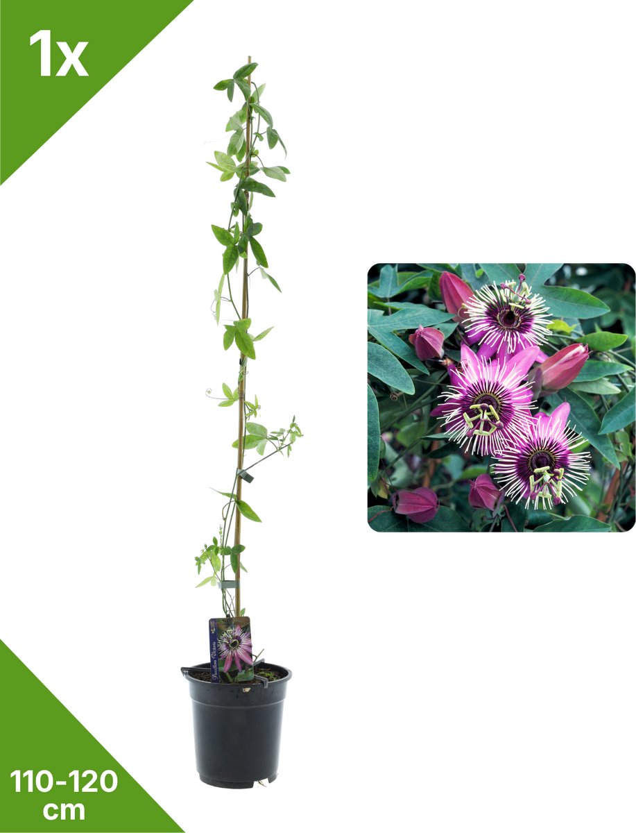 GARDENZO - 1x Roze/Paarse Passiebloem Passiflora Victoria XXL - in 2 ltr pot- 115-120 cm
