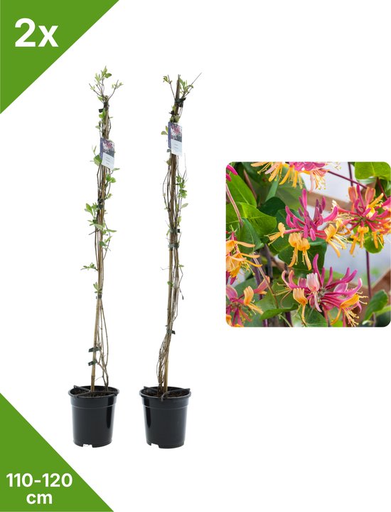GARDENZO - 2x Rood/Gele Geurende Kamperfoelie Lonicera American Beauty XXL - in 2 ltr...
