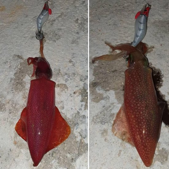 Aas voor Hoofdtelefoon - Nachtelijke Visgerei - Octopus Vissen - UV Reactieve Kleuren - 3.0 EGI - Roze — afbeelding 4