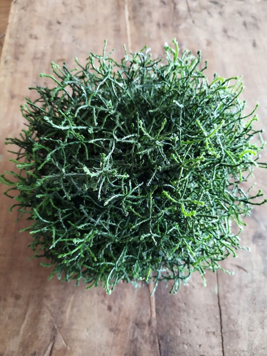Koralenkogel kunst groen