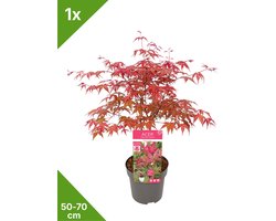 GARDENZO - 1x Acer palmatum 'Beni-maiko' - Japanse Esdoorn in 3 ltr pot 50/70 cm