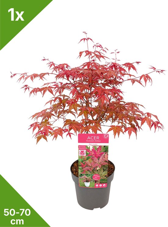 Érable japonais 'Beni-maiko' aux feuilles rouges dans un pot avec étiquette, hauteur 50-70 cm.