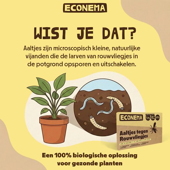 Illustratie van een plant met rouwvliegjes en larven in de grond. Econema aaltjes tegen rouwvliegjes: een 100% biologische oplossing.
