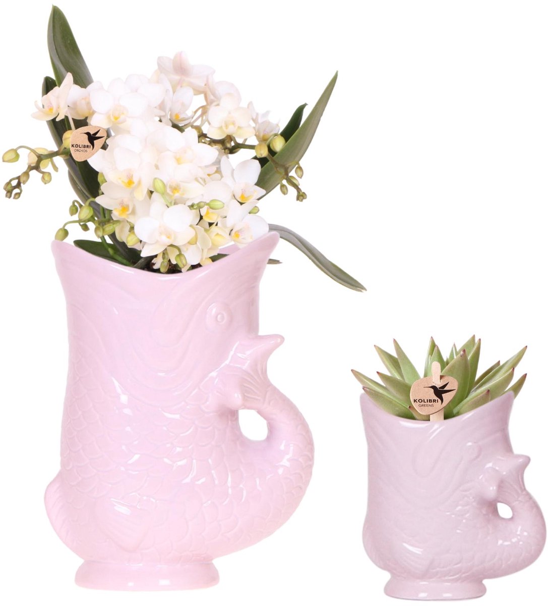 Kolibri Orchids | Set van witte orchidee Nazaré en succulent in Fish sierpot roze - potmaat Ø9cm & Ø6cm | bloeiende kamerplant - vers van de kweker