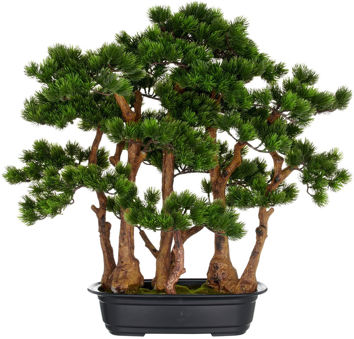 Kopu dennen Bonsai Circa 60 X 60 cm - In Een Zwarte Plastic Pot Groen
