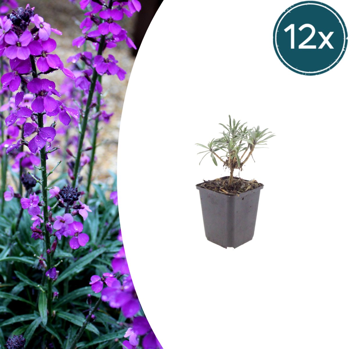 Tuinplantenshop.com | Erysimum 'Bowles' Mauve' | 12 stuks - Ø9cm - 10-25cm hoog - Tuinplant